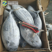 Frozen striped bonito 1.5kg up